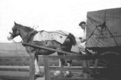 Co-op, 1949: Billy Nattrass with the Store horse and cart